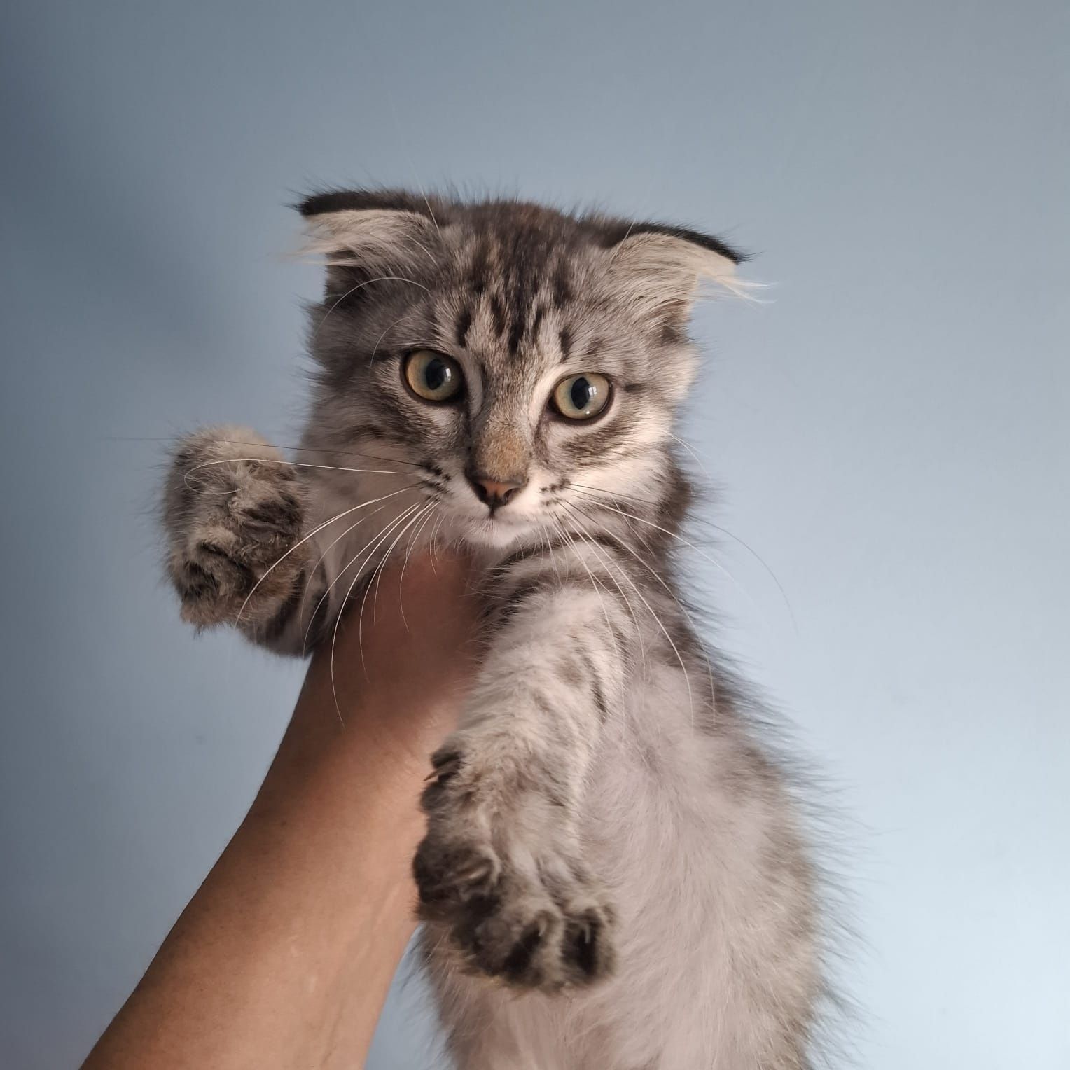 Красивый вислоухий котенок-мальчик,4 месяца