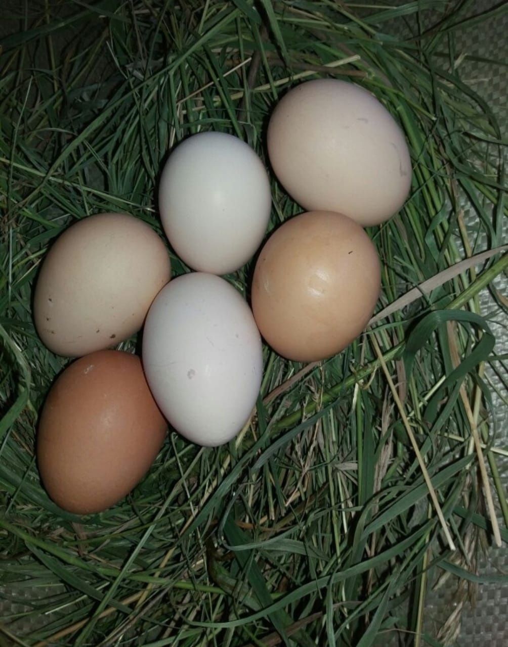 Яйца домашние  куриные