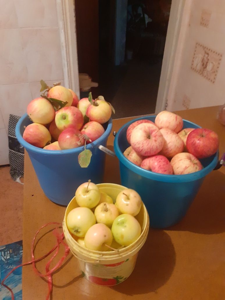 Продам садовую вишню под заказ, яблоки, груши, сливы.