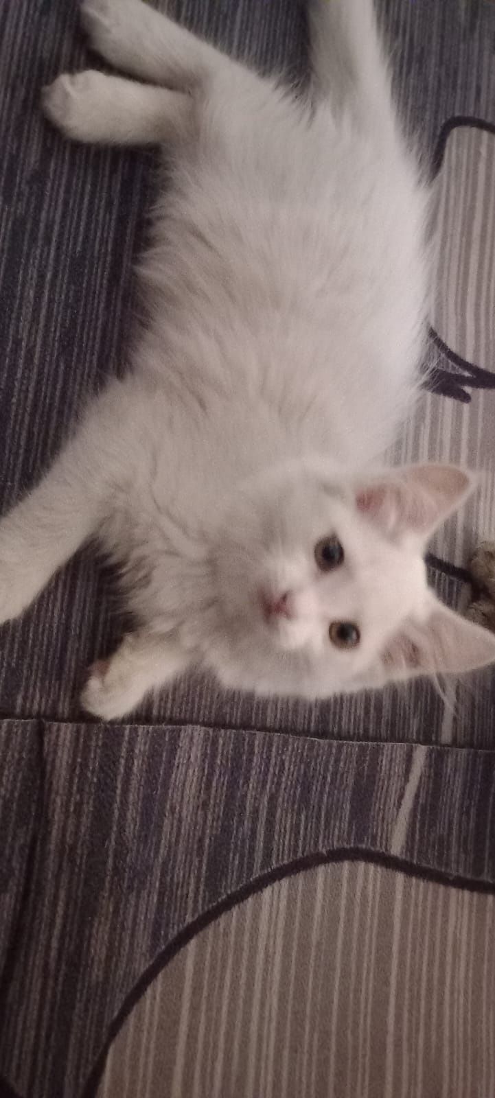 Отдам котят! Бесплатно.
