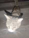 Нашелся кот домашний