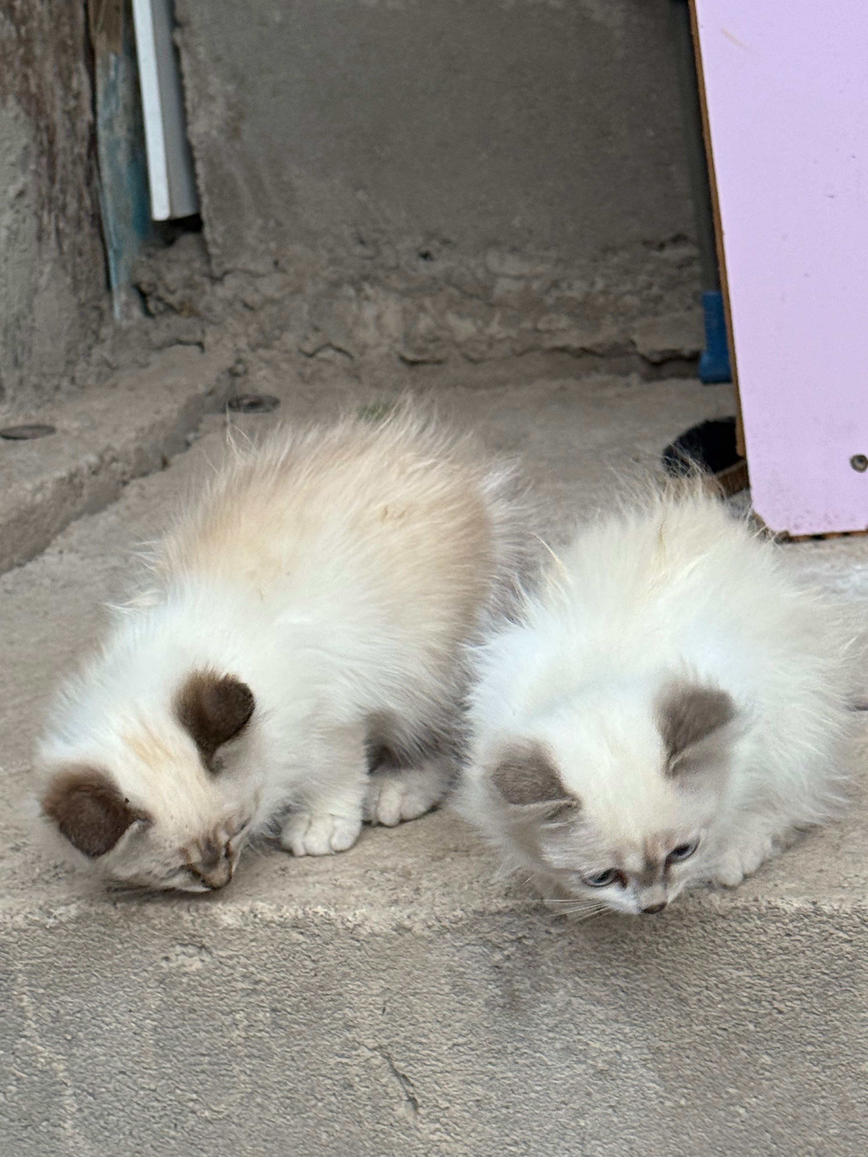 Котята 2 месяцев