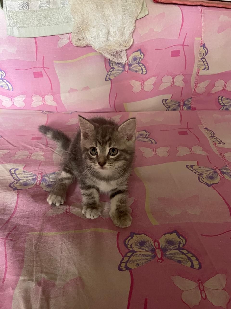 Отдаю котят в добрые руки.