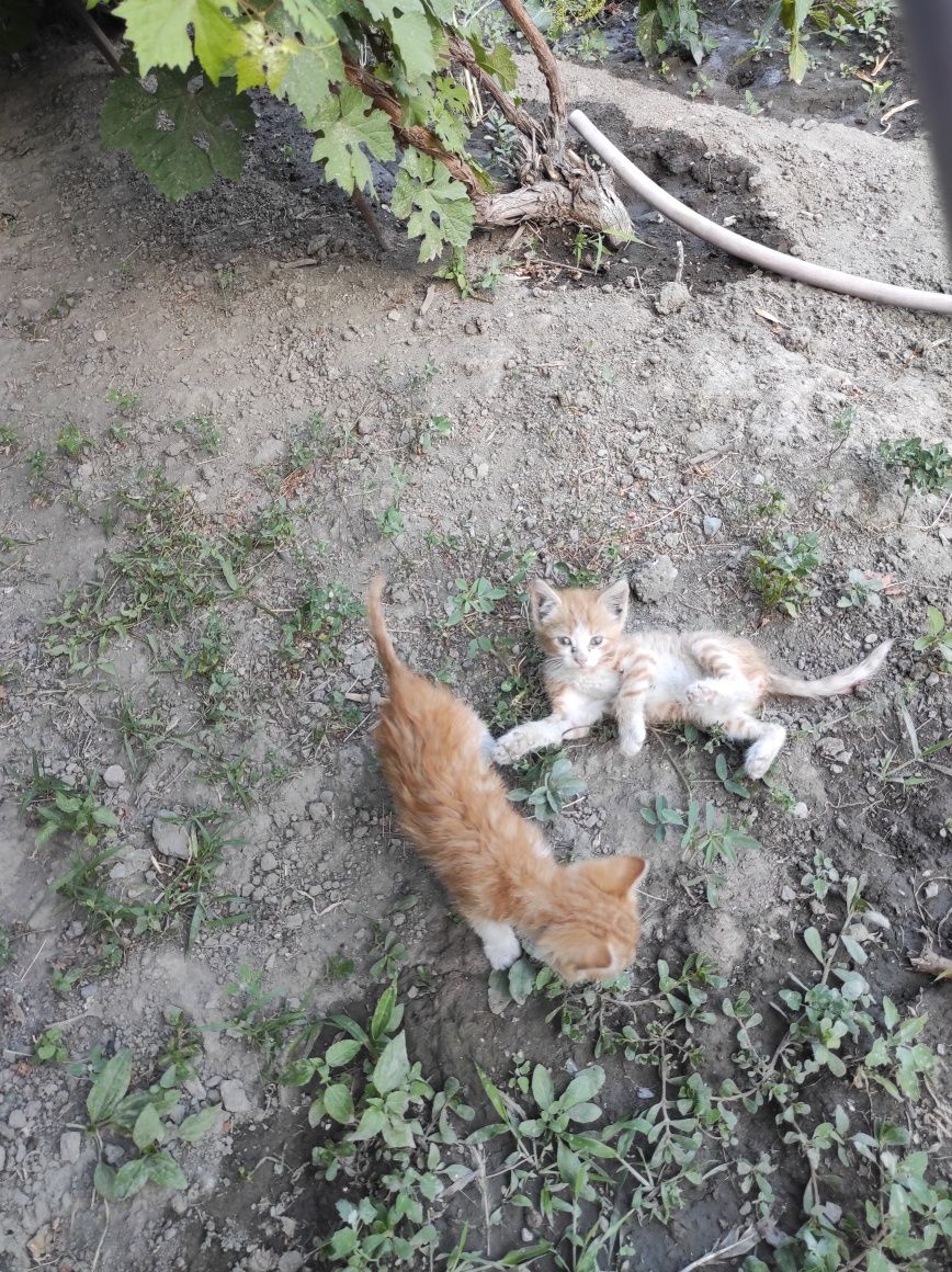 Бесплатно рыжие котята