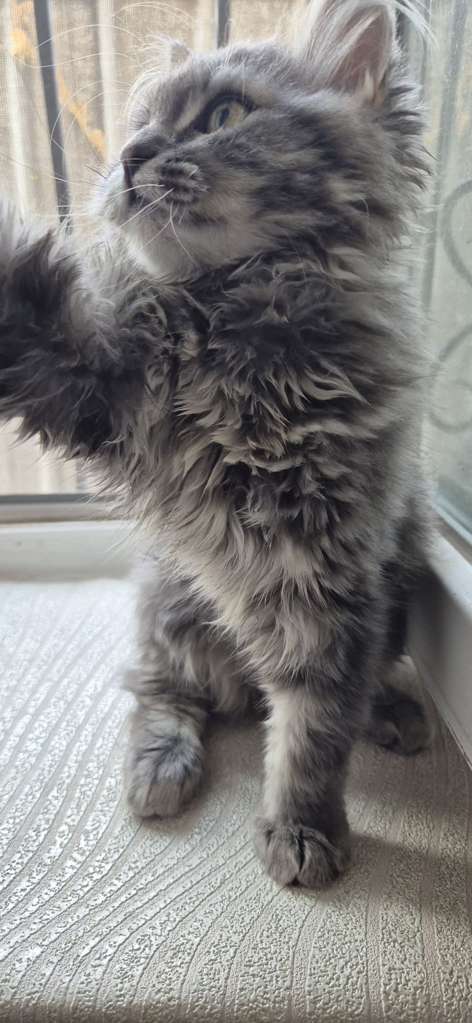 Скоттиш страйт прямоухий