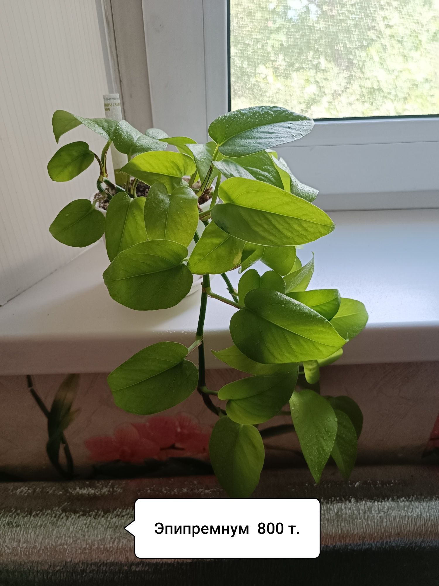 Продаю цветы разные