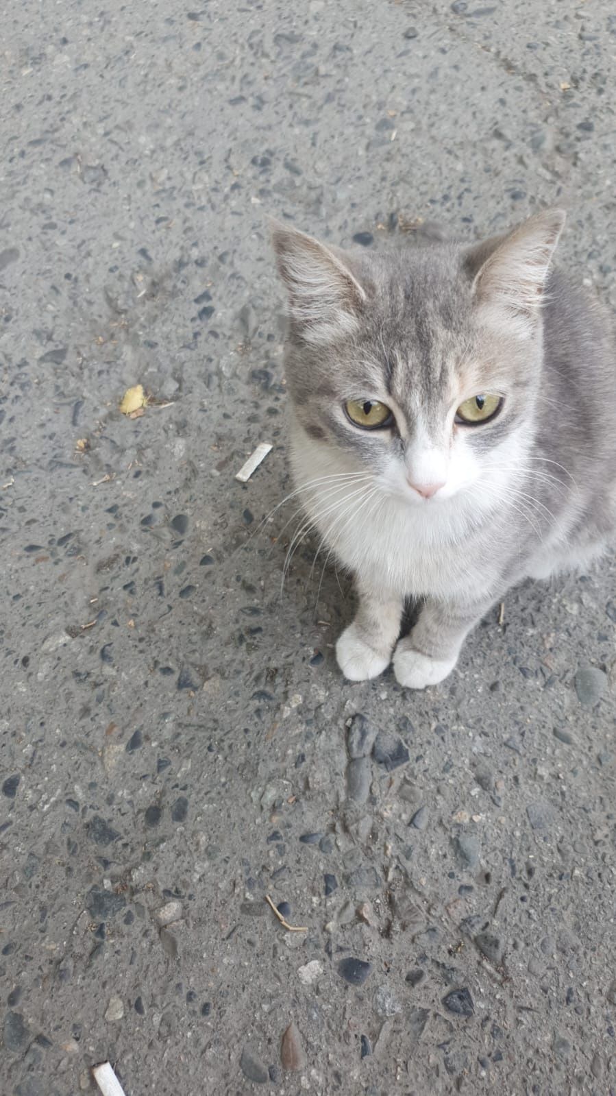 Отдам срочно кота ловит мышей