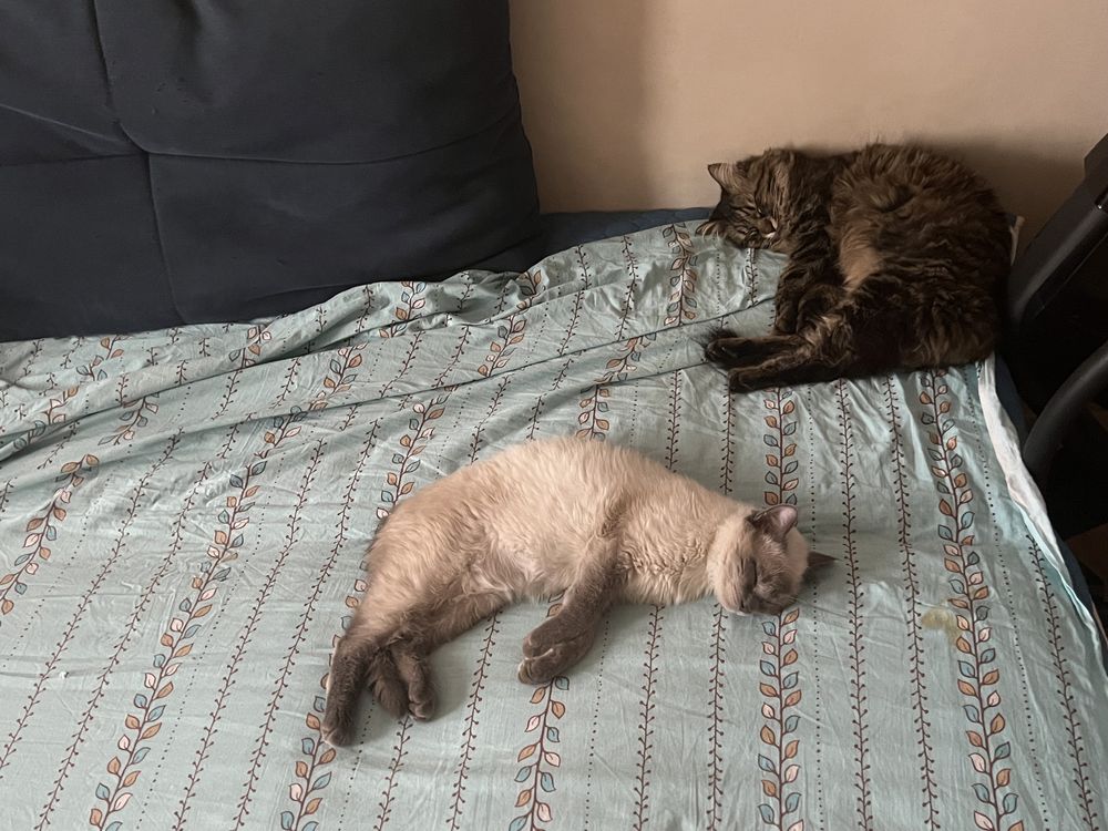 Пропал Сиамский кот, нашедшему вознаграждение !