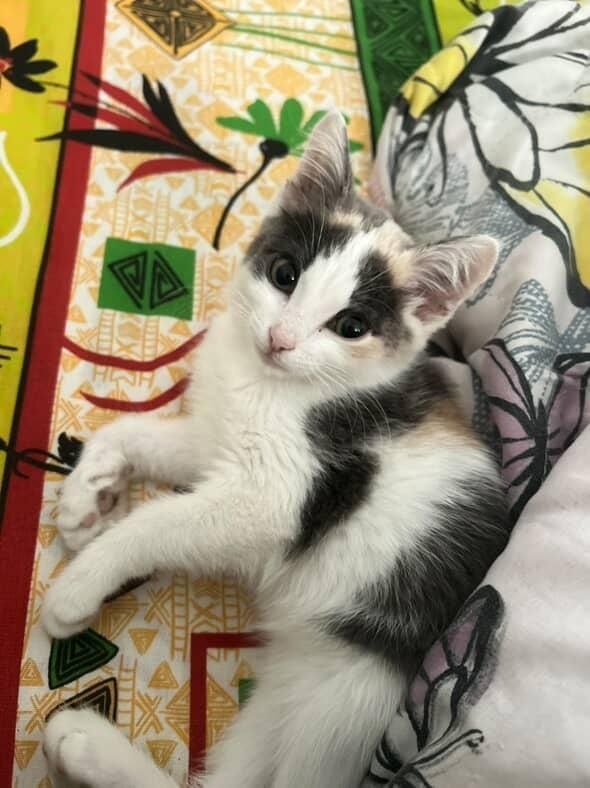 Отдам котенка, в хорошие и добрые руки!!