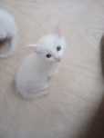 Котята в добрые руки!