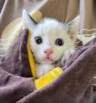 Отдам котенка мальчик