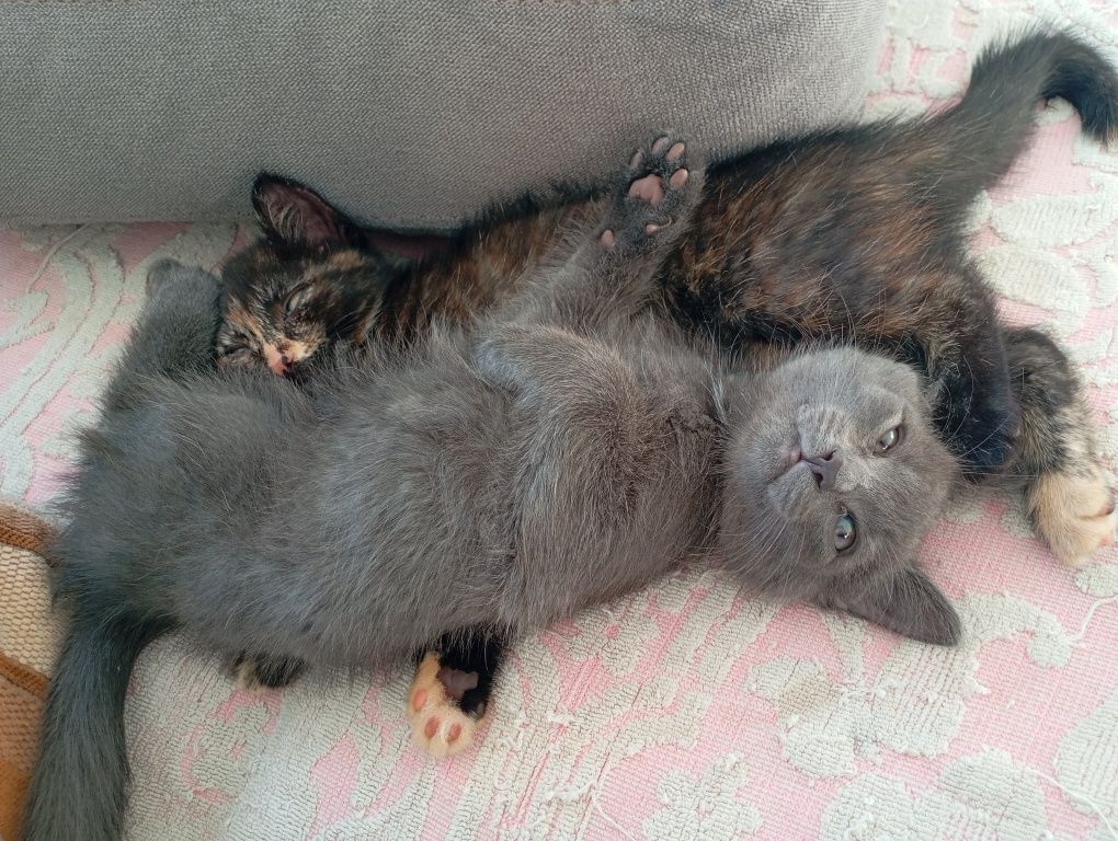 Отдам котят в добрые руки