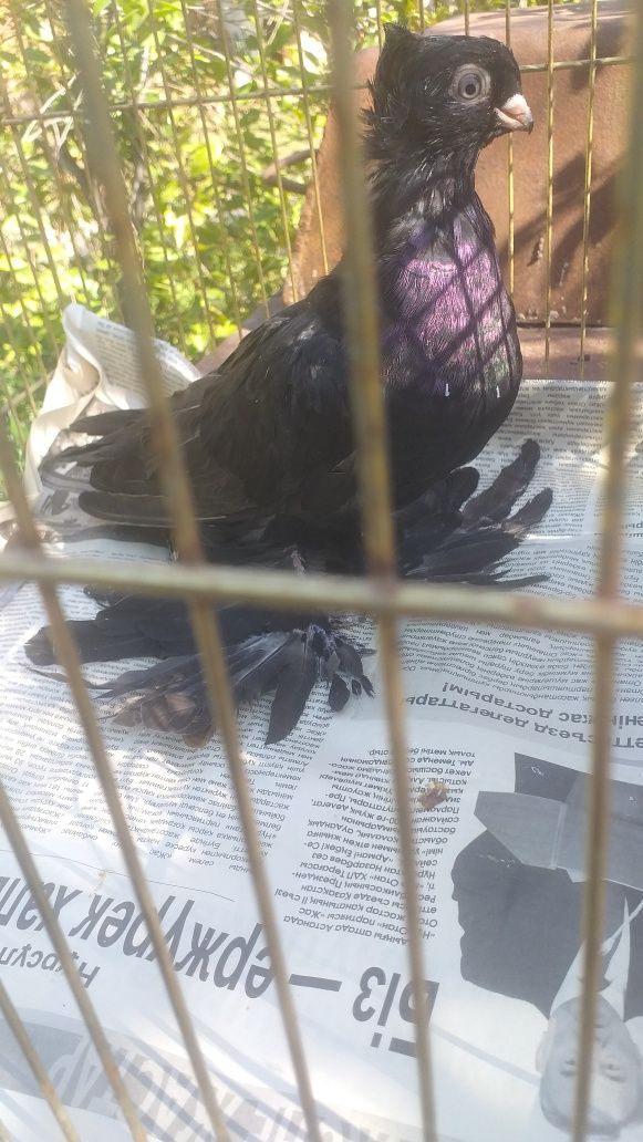 Продаю годубей узбекской породы,