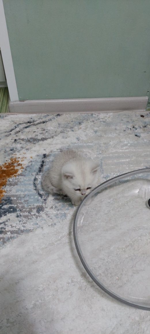 Катенок шотландская серая шиншила