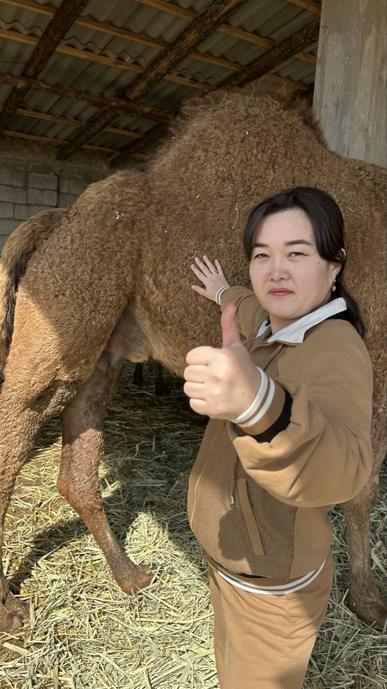 Табиғи,уй жағдайында дайындалған  АРАЛ Шұбат