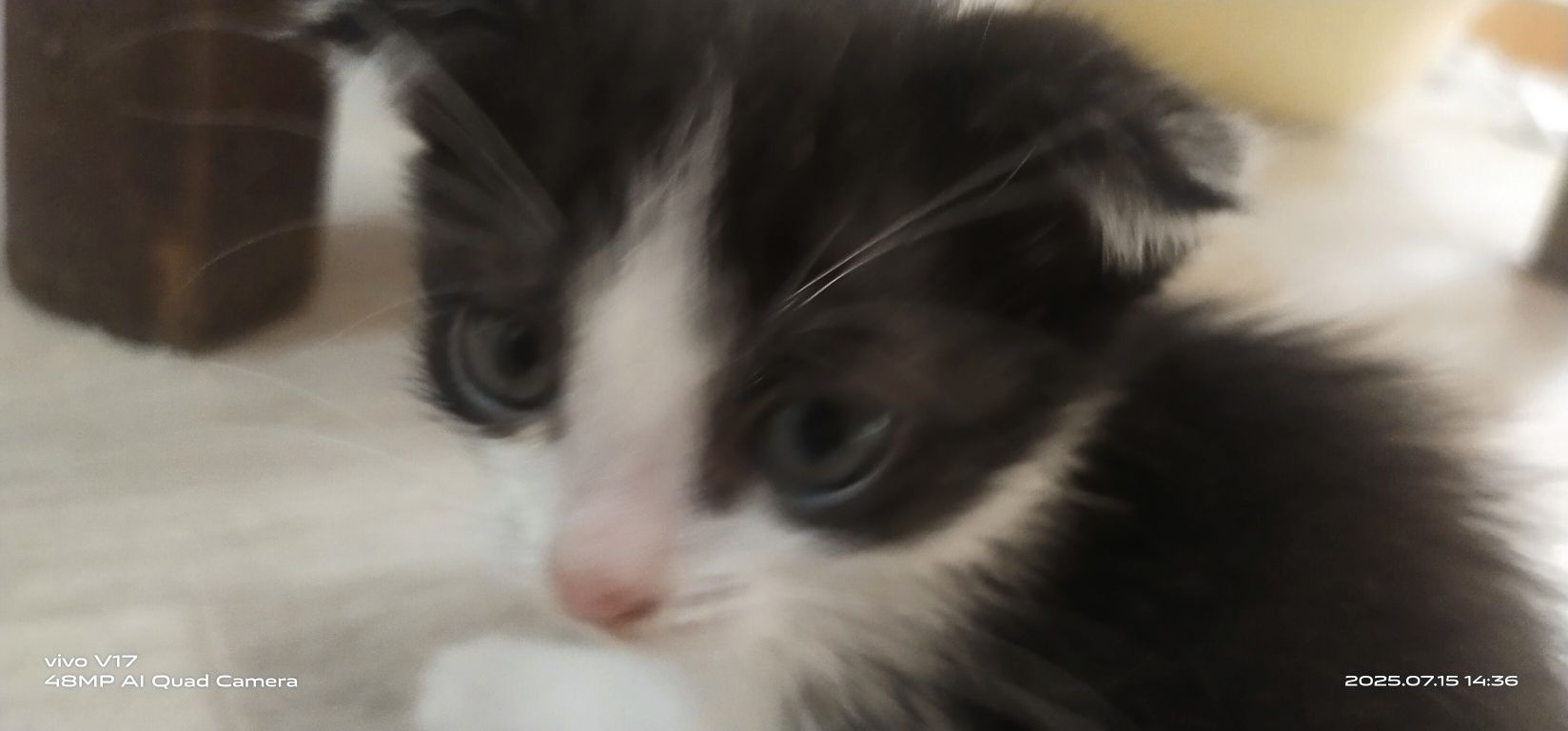 Котята .отдам в добрые руки.