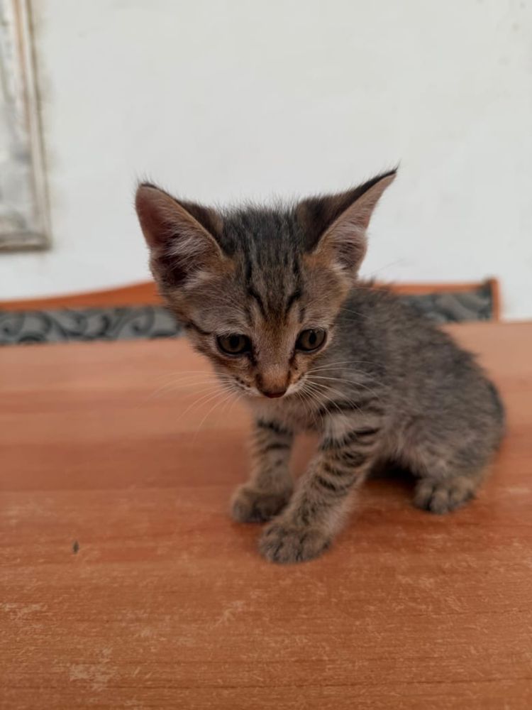 Котята 3 мальчика 1 девочка