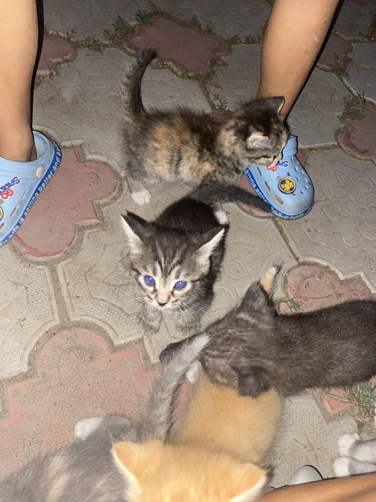 Котята милые красивые чистые