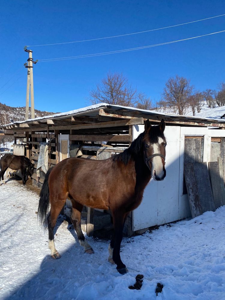 Лошадь Айгыр