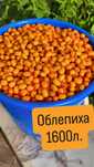 Облепиха дачная.