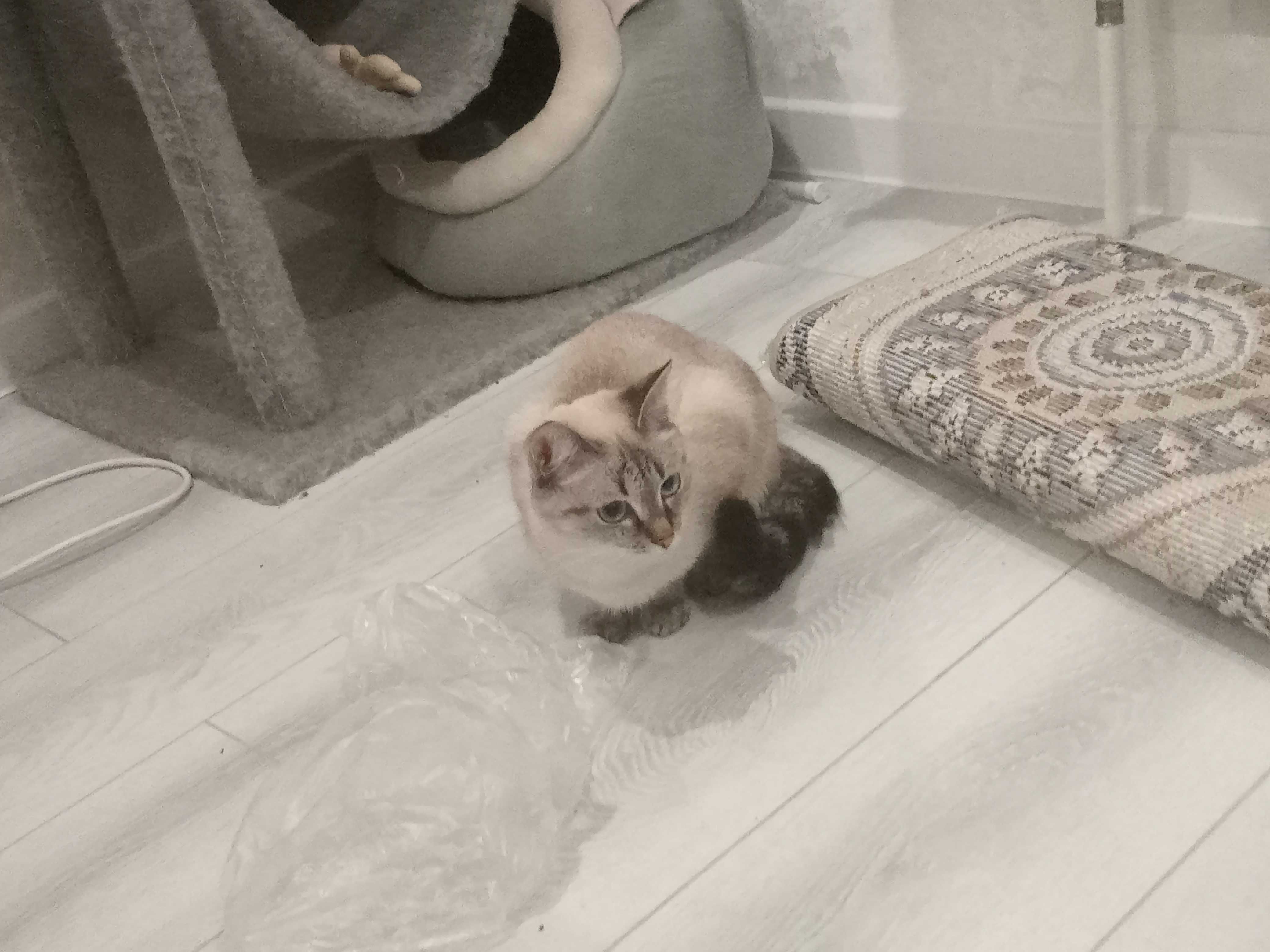 Кошка породистая