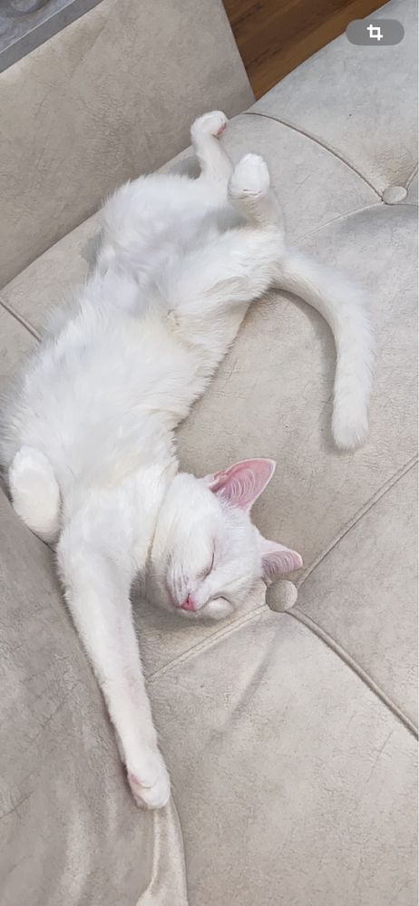 Кошечка турецкий ван