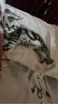 Котенок шотландец