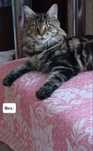 Котенок мейн-кун