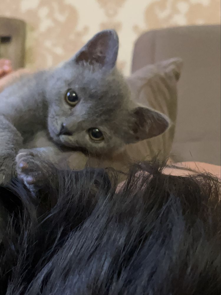 Котёнок серый 2 месяца