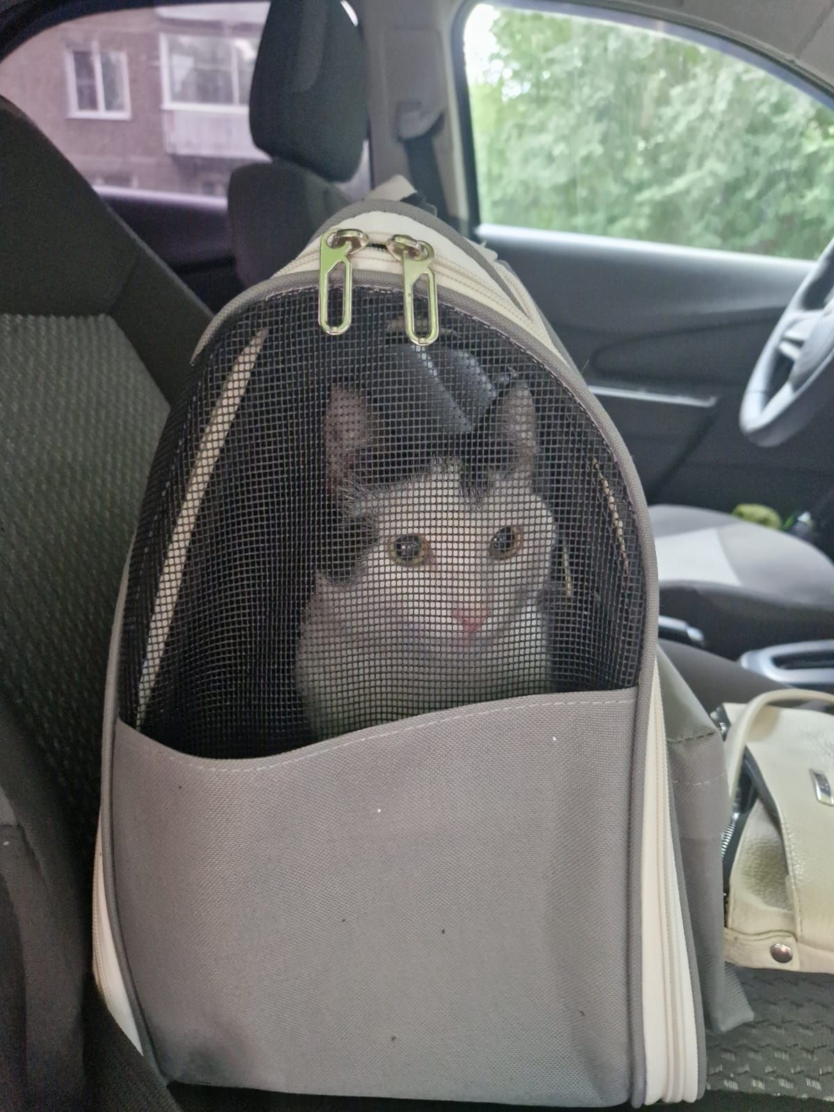 Отдадим котика бесплатно!