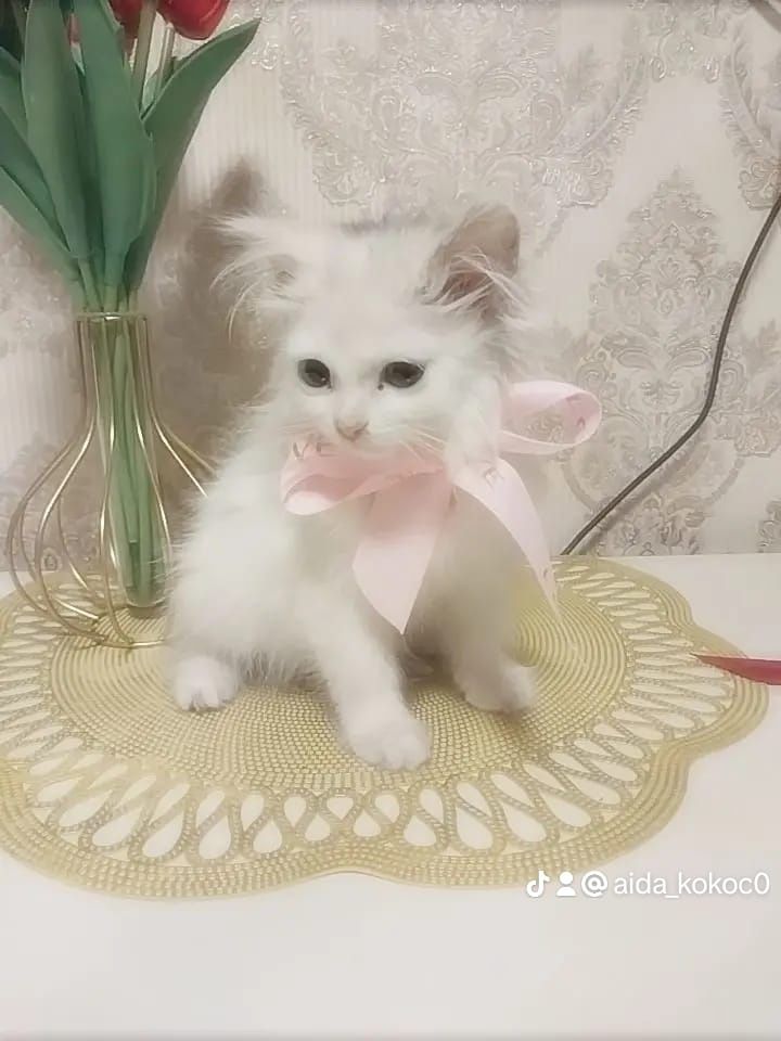 Котятки ищут дом