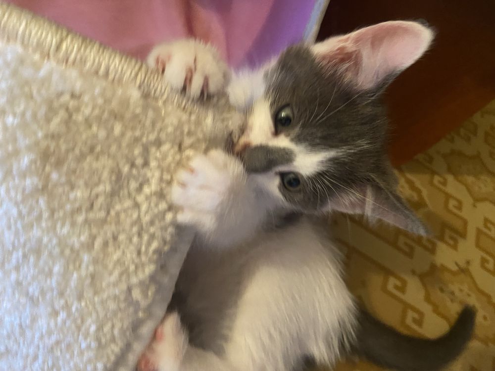 Отдам котят в добрые руки