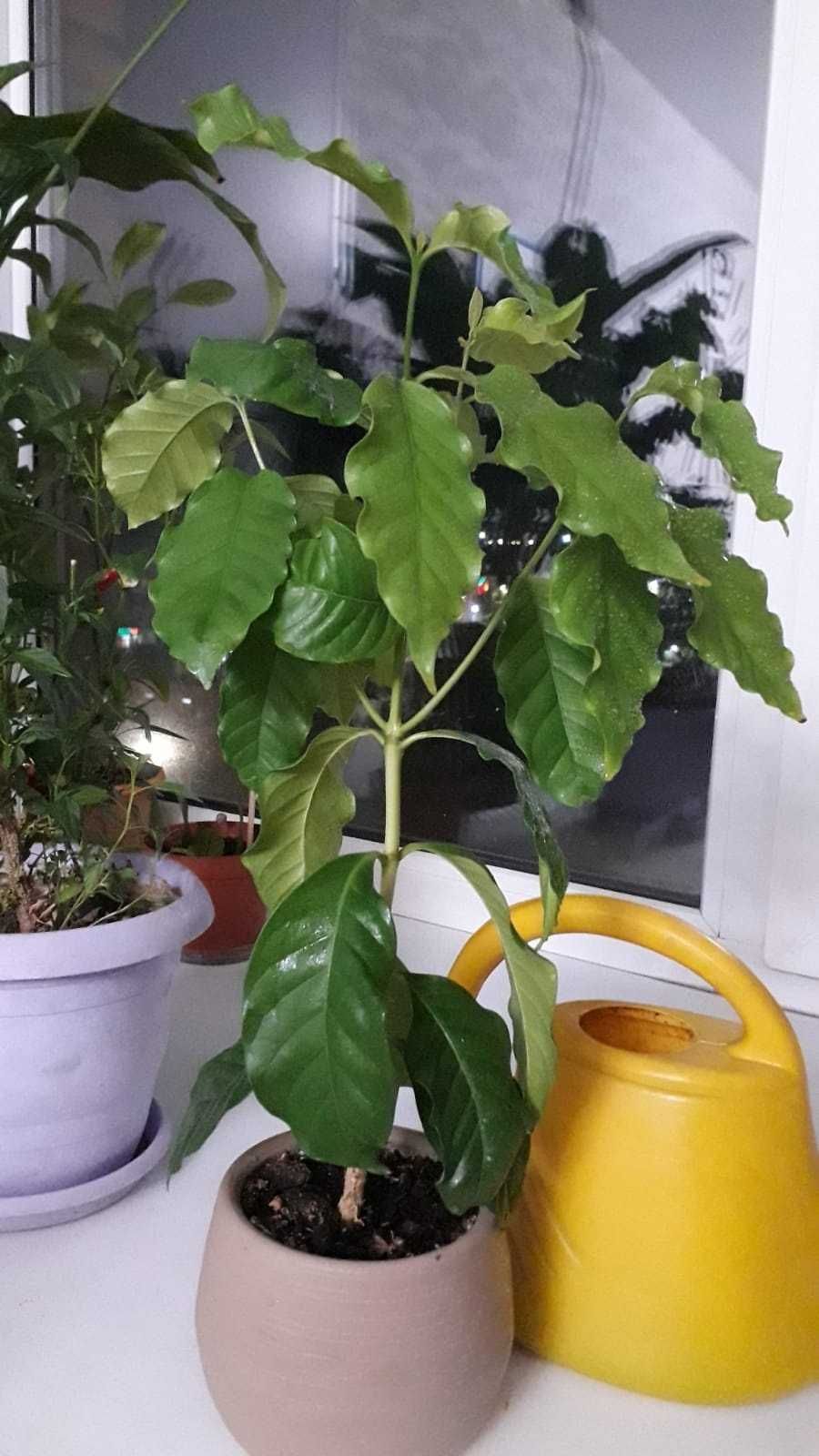 Кофейное дерево(арабика)