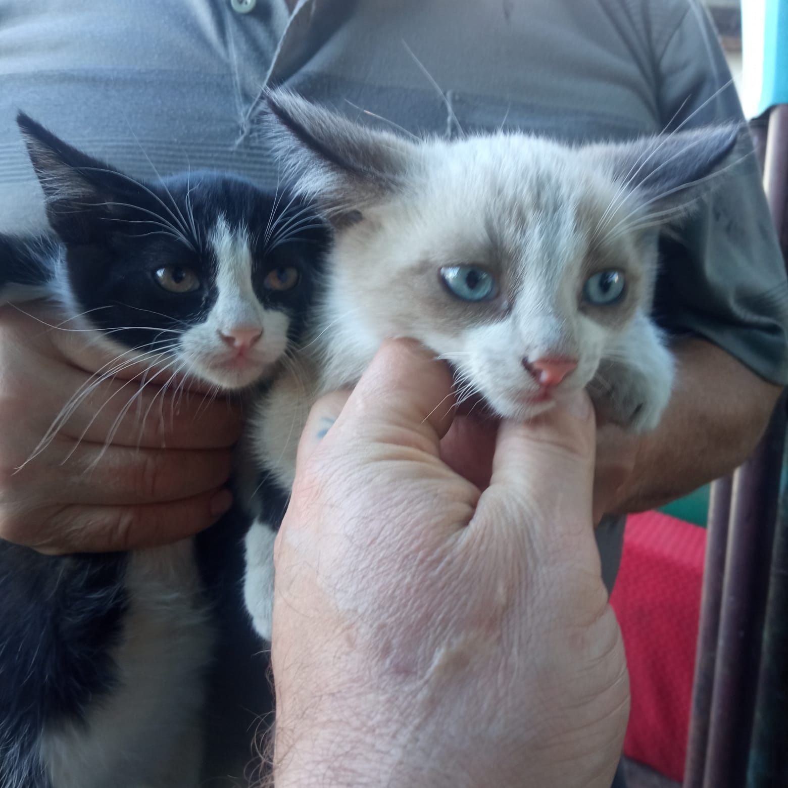 Котята мальчик и девочка