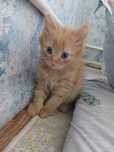 Рыжий котенок отдам