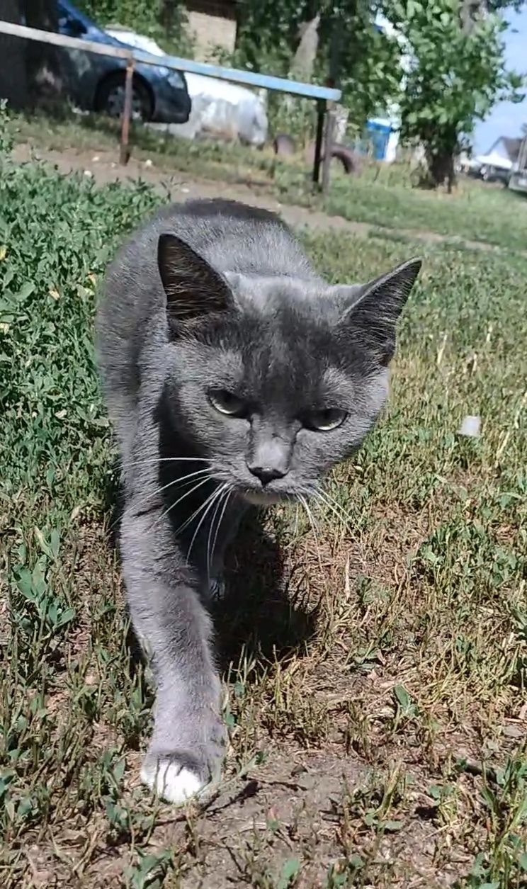 Кошка, стерилизованная, домашняя, преданная