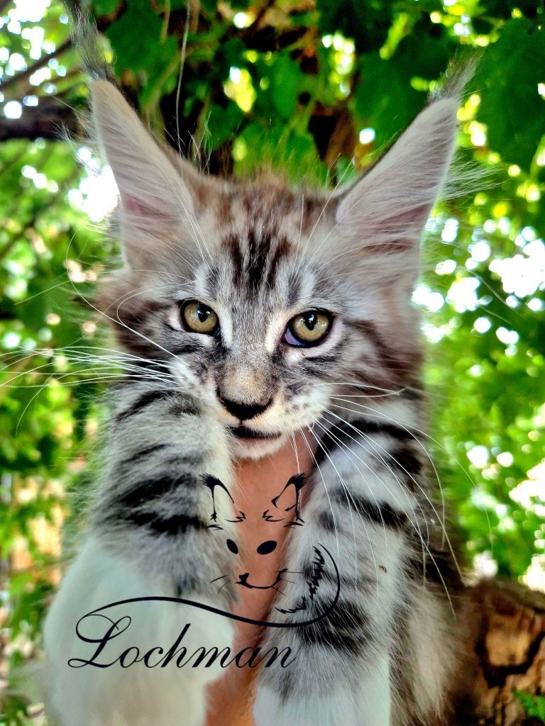 Мейнкун котята , доставка
