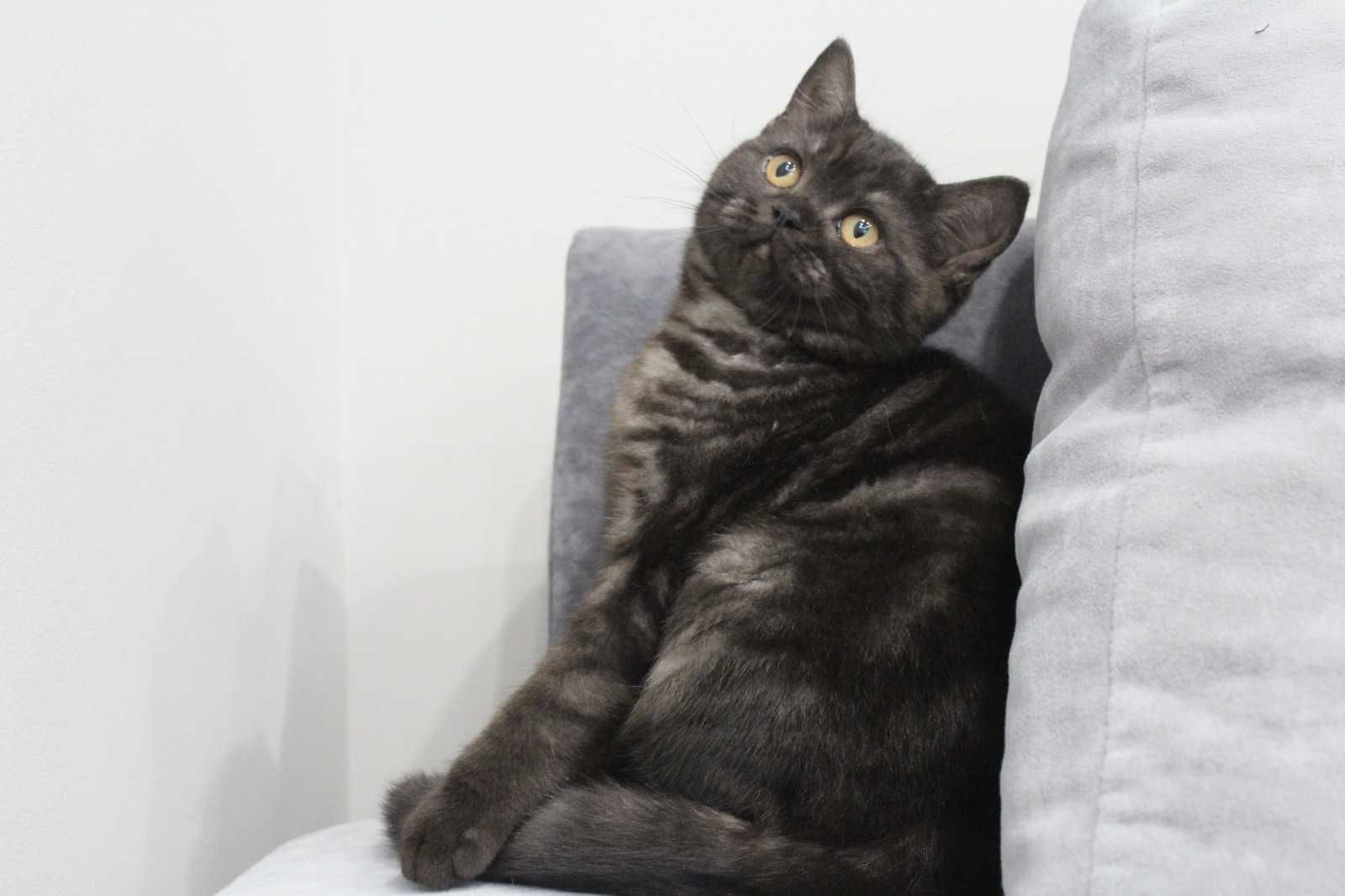 Продажа чистокровных котят