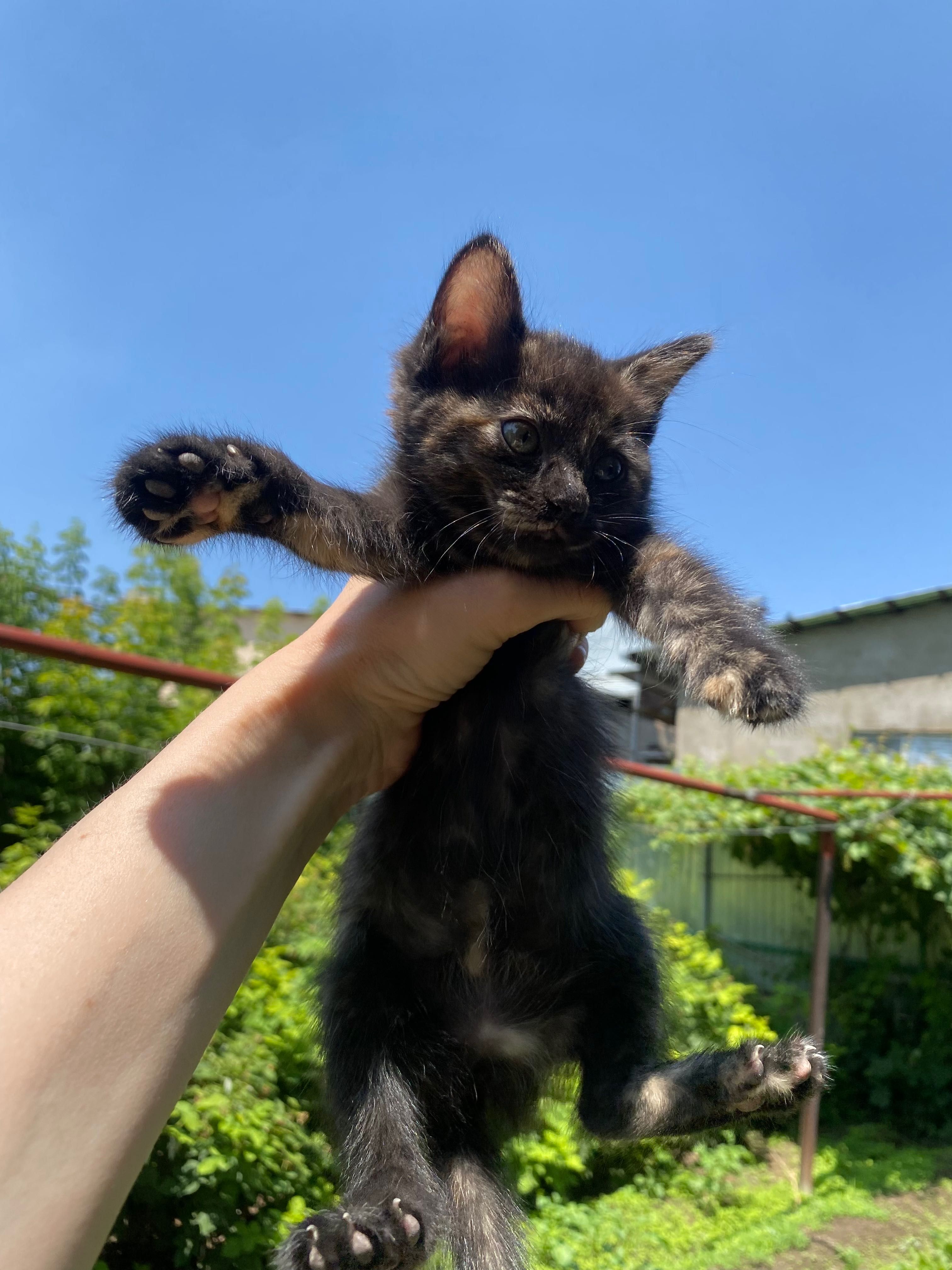 Котят в добрые заботливые руки