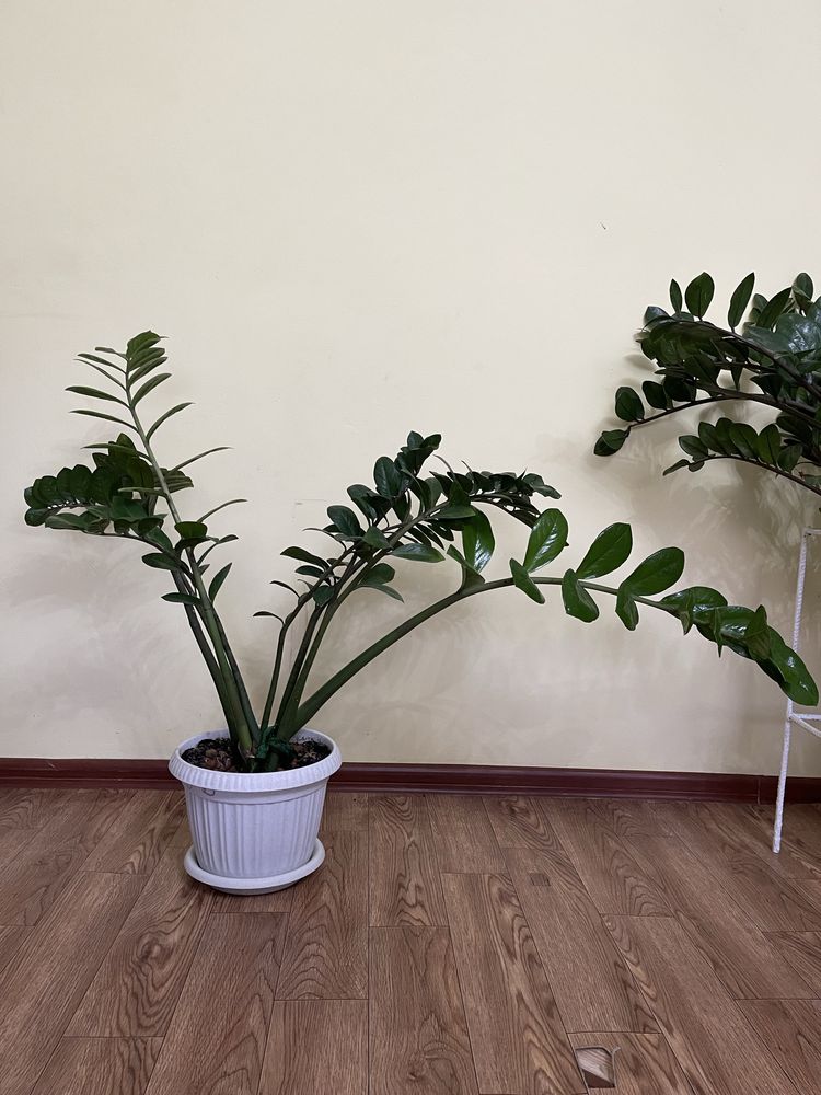 Продам долларовое дерево(замиокулькас)