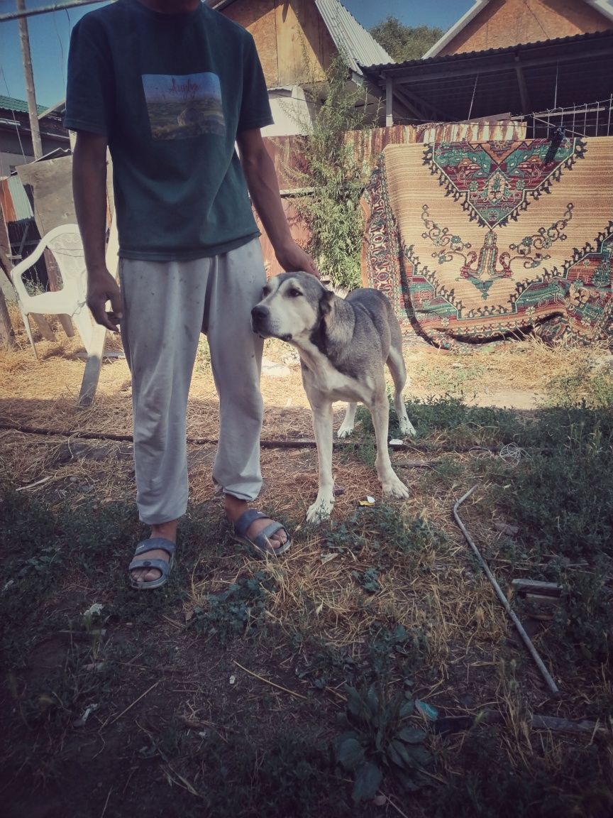 Алабай бойцовский срочно продаются