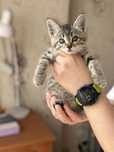 Котенок в добрые руки