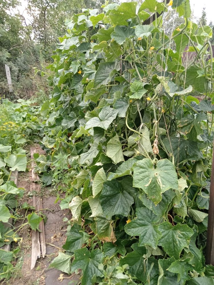 Срочно продам дачу на Бобровке