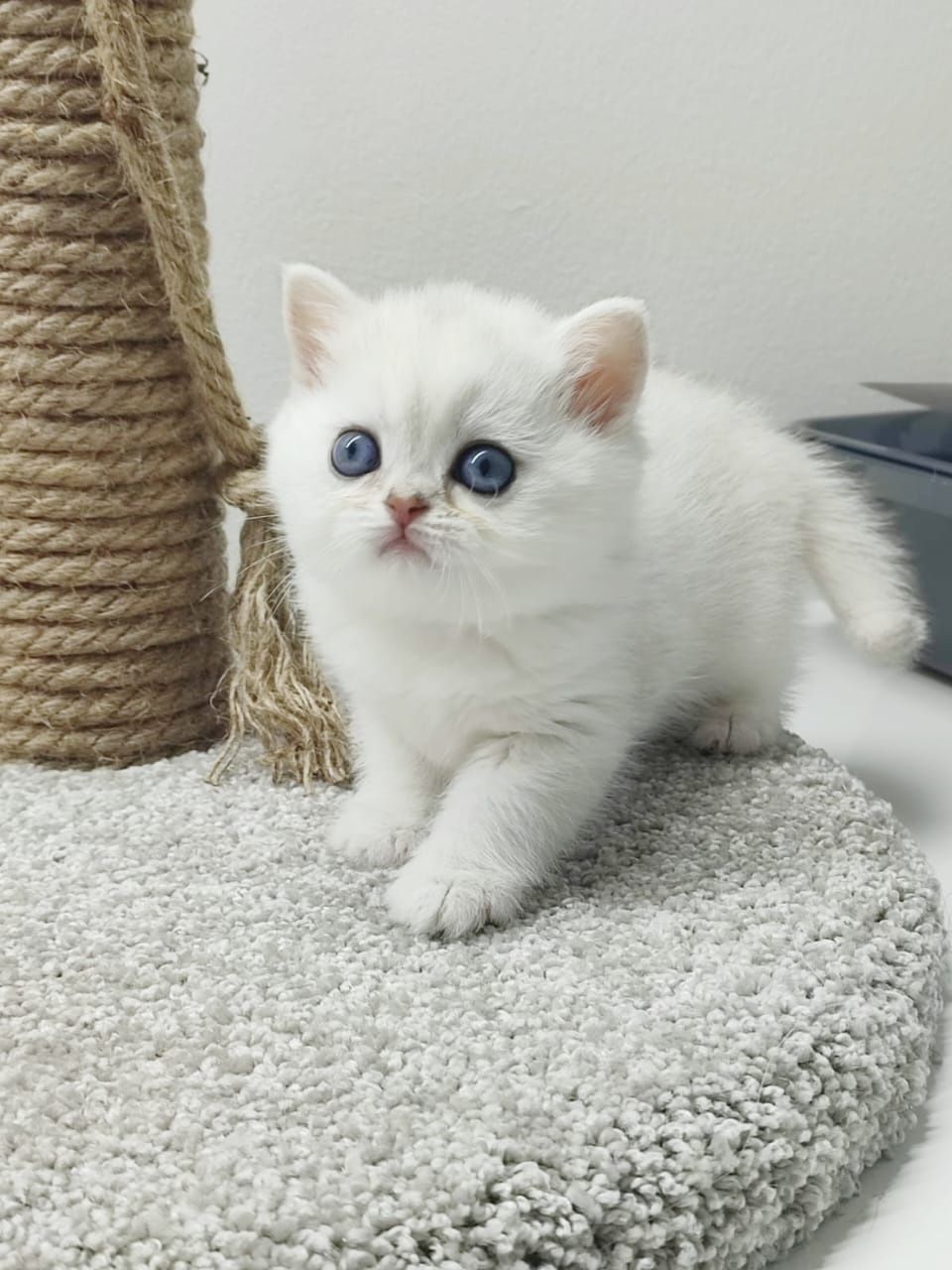 Котята британские