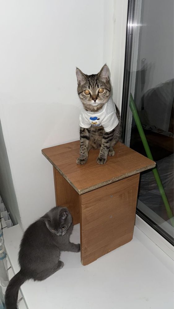 Продается кошка скотиш-страйт, полтара года, с игрушками