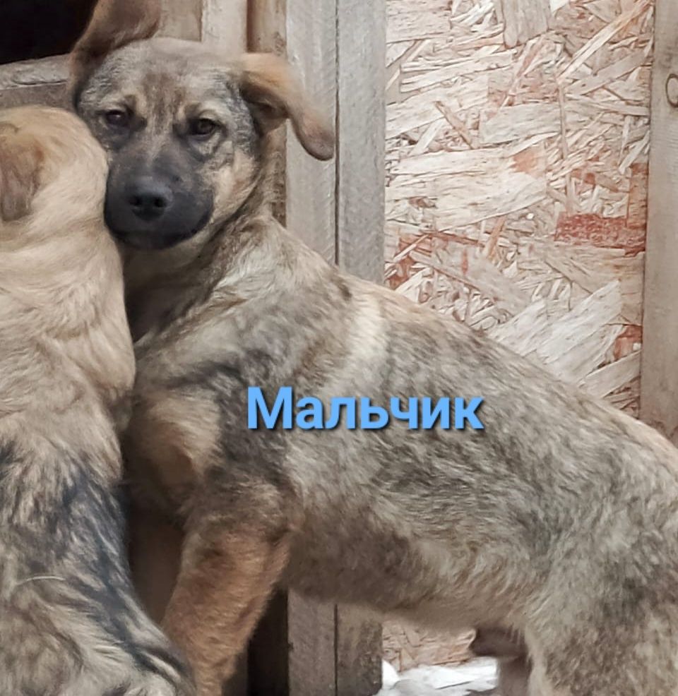 Отдам щенят в ОТВЕТСТВЕННЫЕ руки