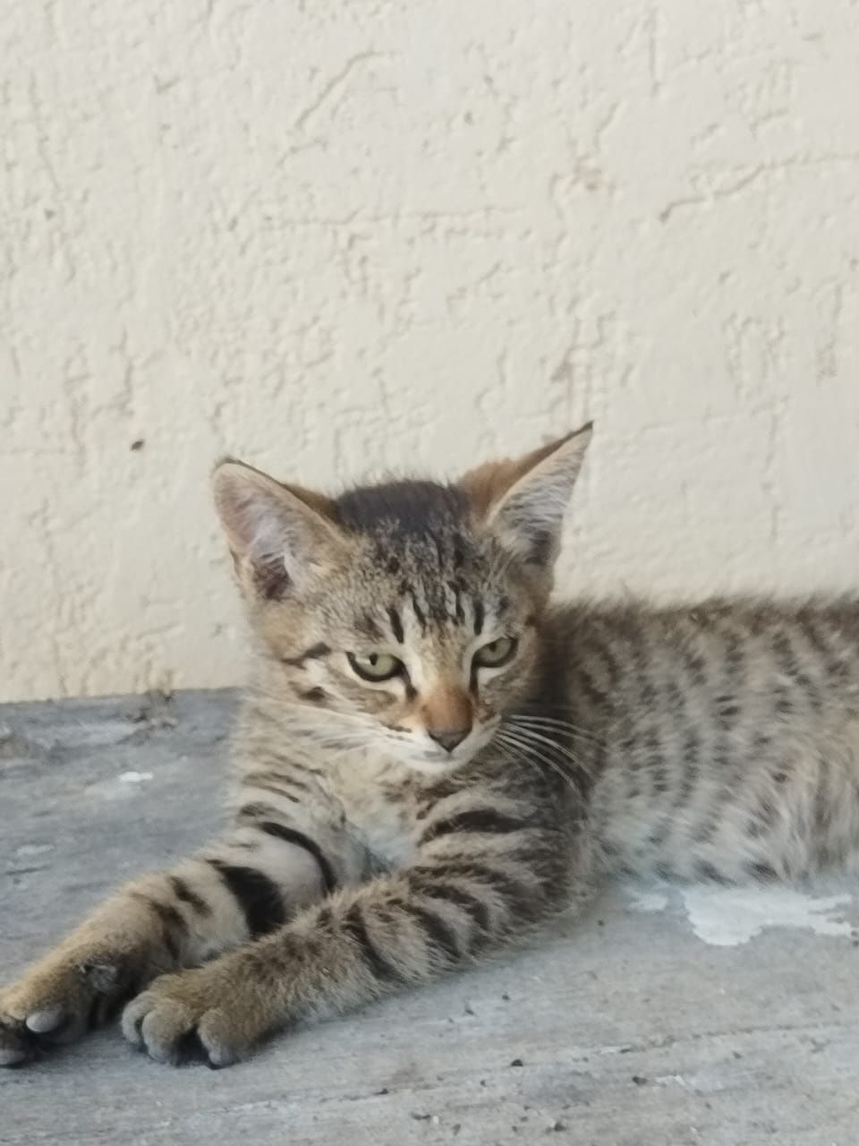 Отдадим котят в добрые руки