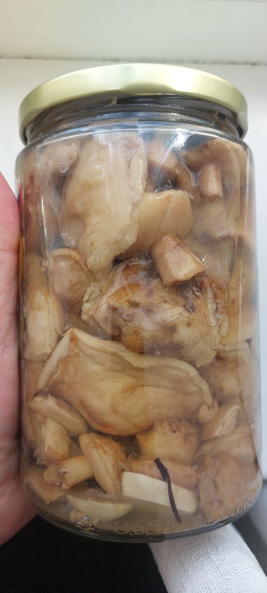 продам грибы  маслята