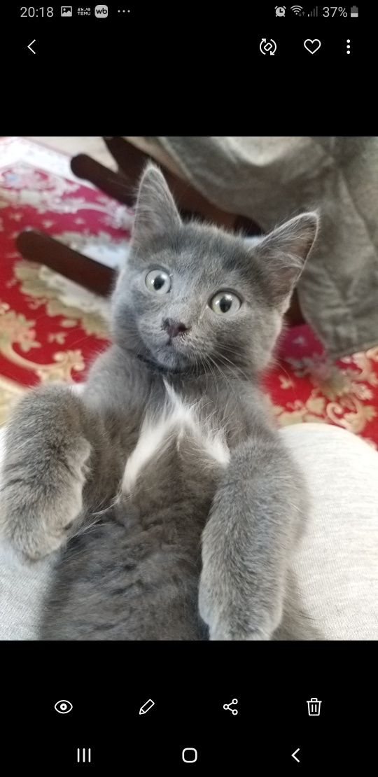 Котёнок в добрые руки