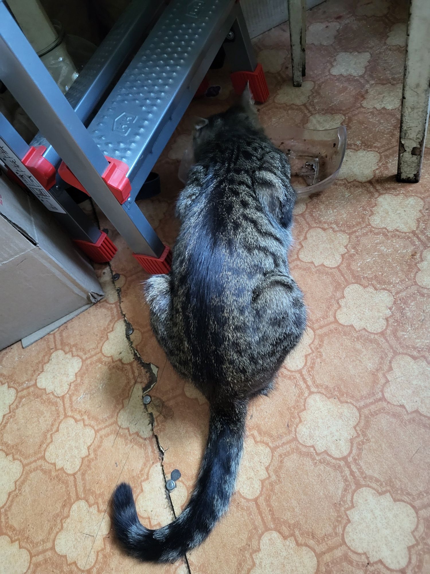 Кот в хорошие руки